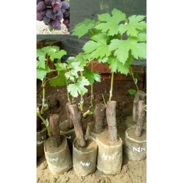 ♣ BIBIT ANGGUR IMPORT NINEL ( BIBIT ANGGUR NINEL ) ➴