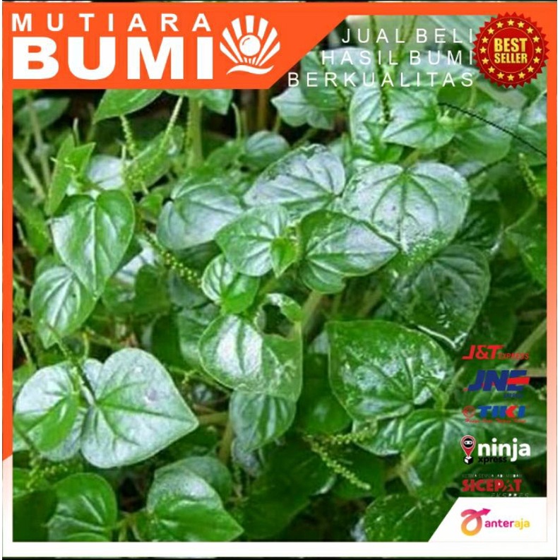 

daun sirih cina, daun suruhan ketumpang air