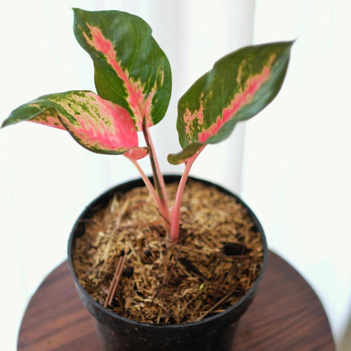 tanaman hias aglonema kochin - AGLONEMA KOCHIN - aglo