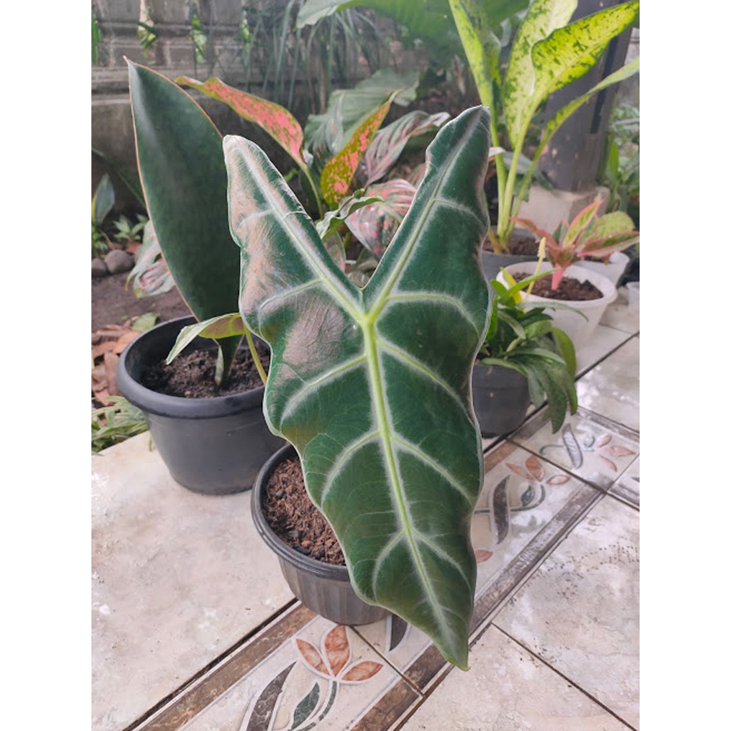 Tanaman Calladium Alocasia Zebrina Segar