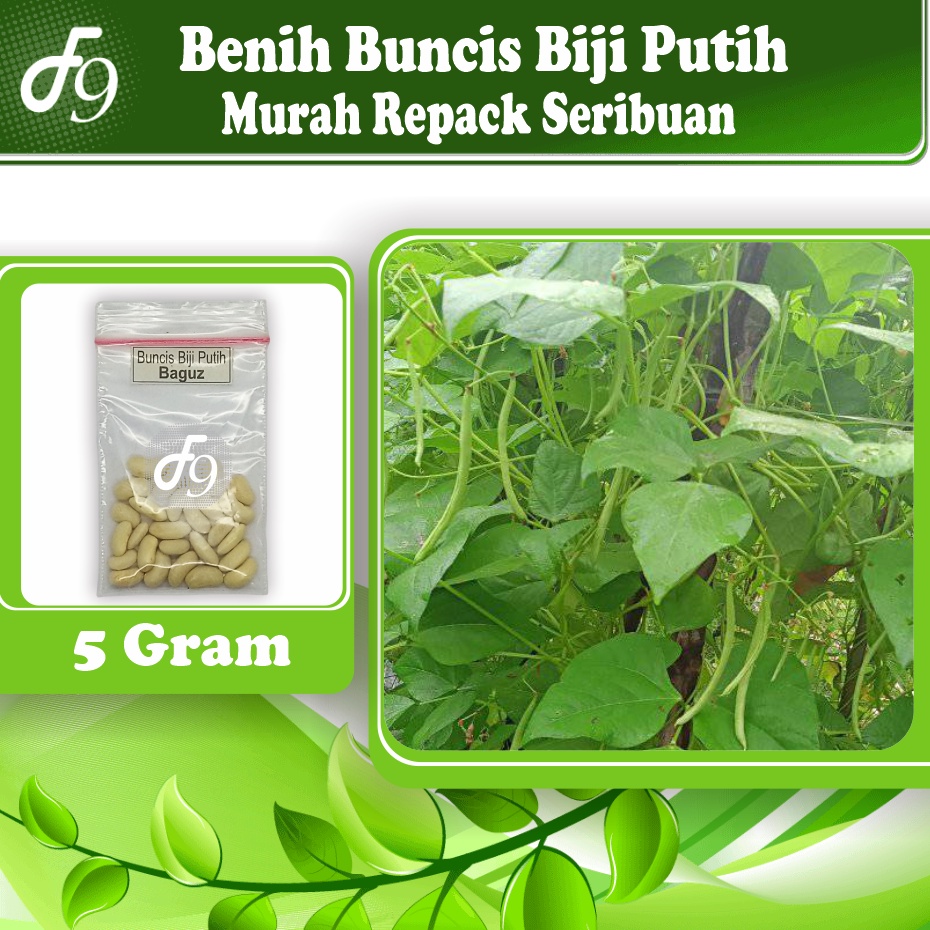 Benih Buncis Biji Putih Murah Repack Seribuan