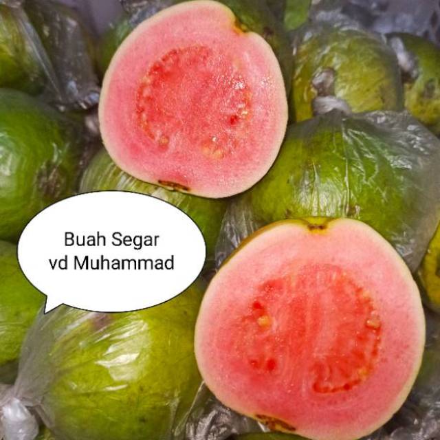 

Jambu biji merah harga perkilo