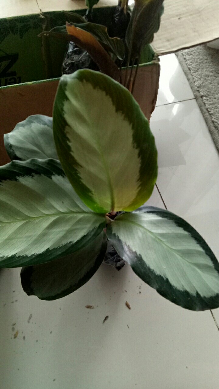 Calathea Picturata Manis