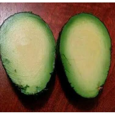 BIBIT TANAMAN BUAH ALPUKAT TANPA BIJI BIBIT BUAH