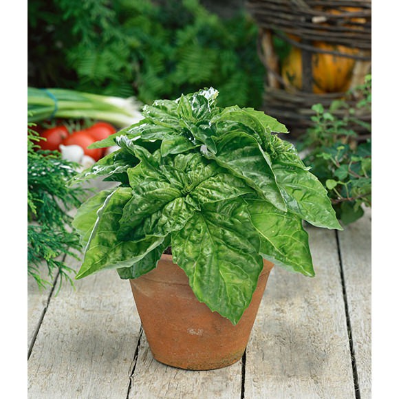 Benih Bibit Biji - Basil Lettuce Leaved Big Leaf (Basil Jumbo) Herb Seeds - IMPORT