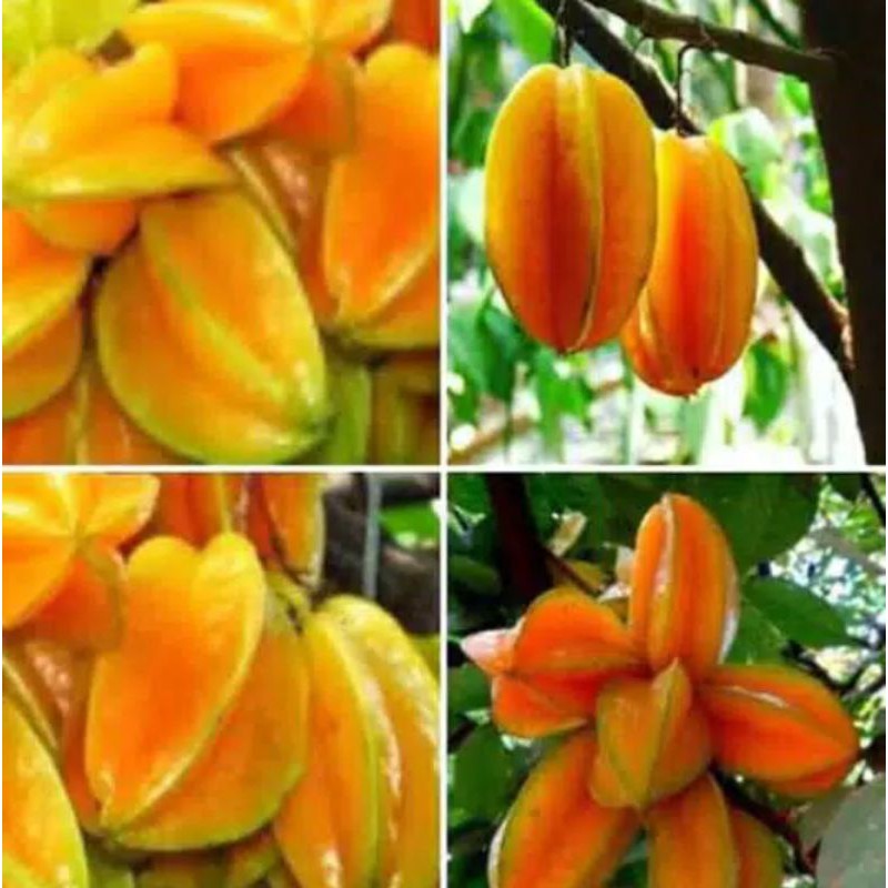 Bibit belimbing madu