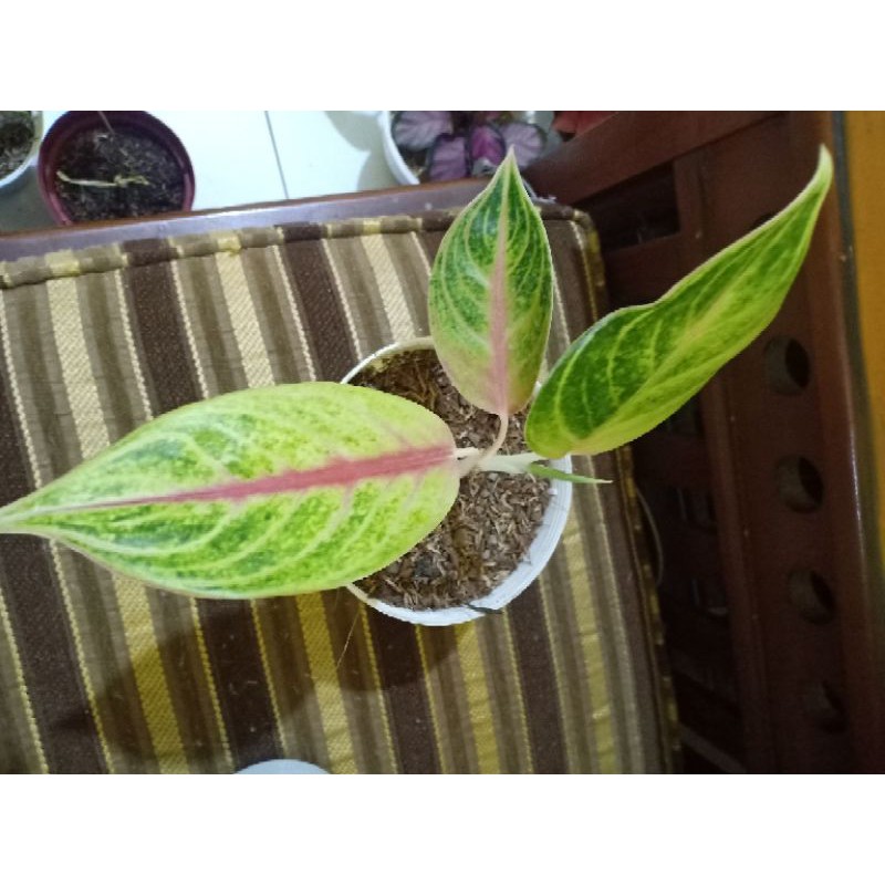 Aglonema Golden Siam