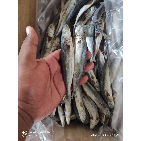 

Ikan asin layang Deles kualitas TOP premium. 500Gram isi 15
