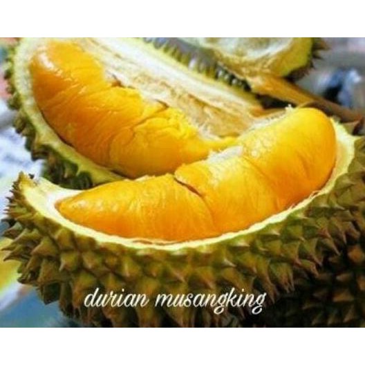 Asli Bibit Tanaman Buah Durian Musangking #_*