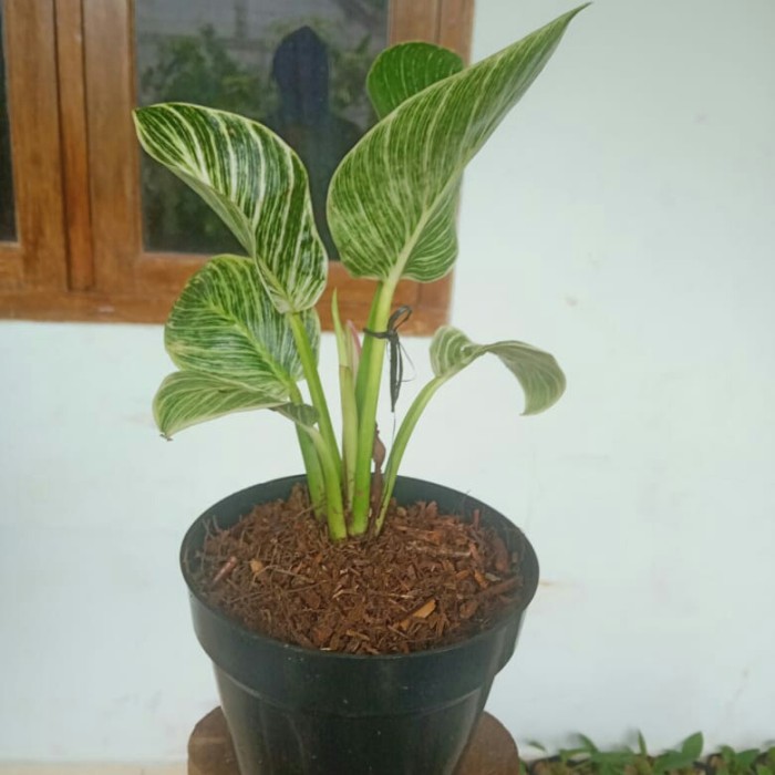 Philodendron birkin - philo birkin
