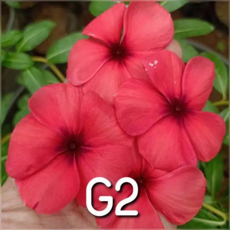 Jual Benih Bibit Bunga Vinca Gantung