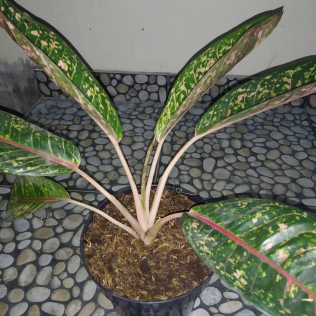 Bunga hias / tanaman hias / bunga aglonema lulaiwan /bibit murah/aglonema donalcarmen