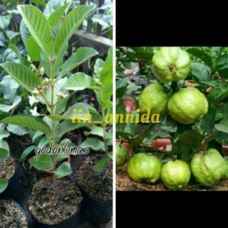 Jual Tanaman Buah Bibit Jambu Kristal Non Biji Asli Ready Murah Shopee Indonesia