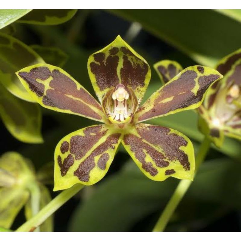 Anggrek Macan Grammatophyllum Scriptum Seedling