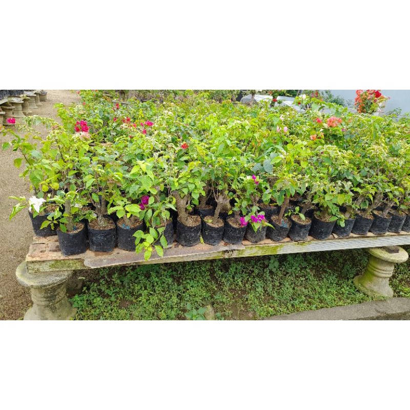 bibit tanaman hias bunga bougenvil, bibit bunga kertas