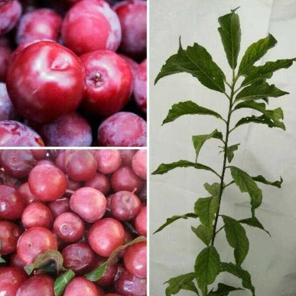

Plum Mnailo