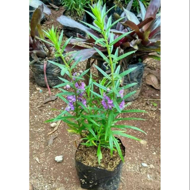 Lavender tanaman pengusir nyamuk / tanaman bunga lavender pengusir nyamuk / pohon lavender