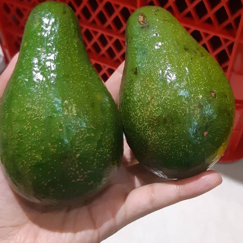 

ALPUKAT MENTEGA