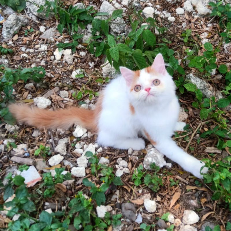 kucing persia flatnose