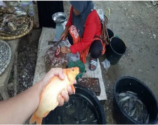 Ikan mas murah ikan mas pasar ikan mas segar ikan mas swalayan murah Jakarta