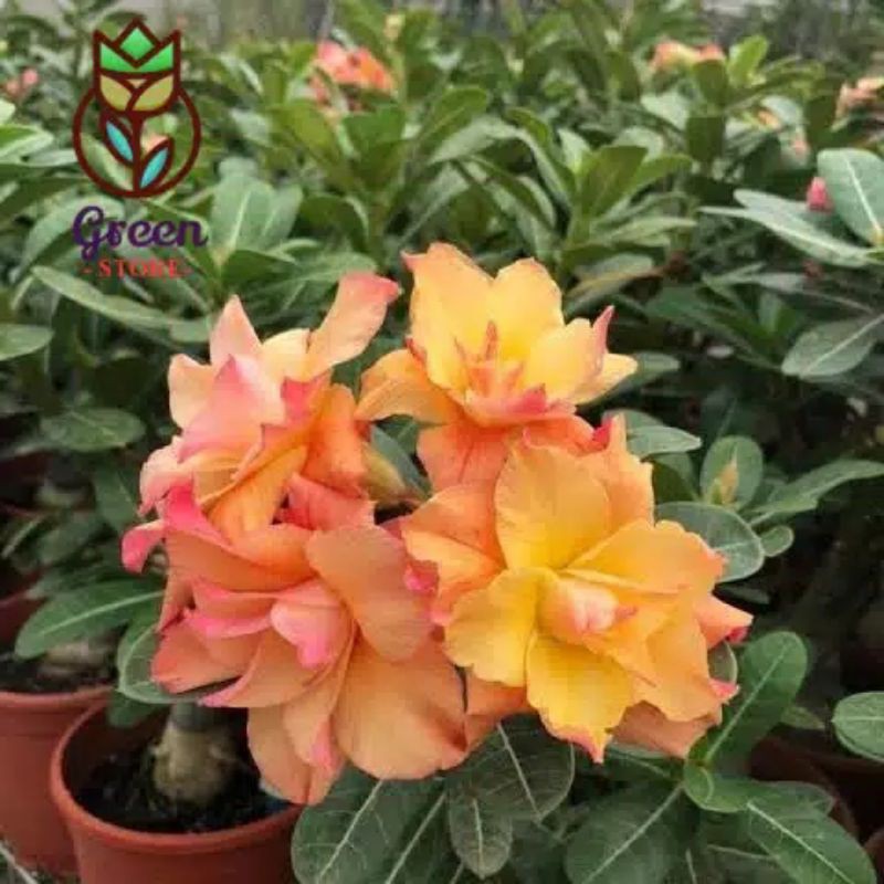 tanaman hias bunga tumpuk adenium kamboja jepang dun huang