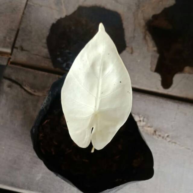 maulanabinuang