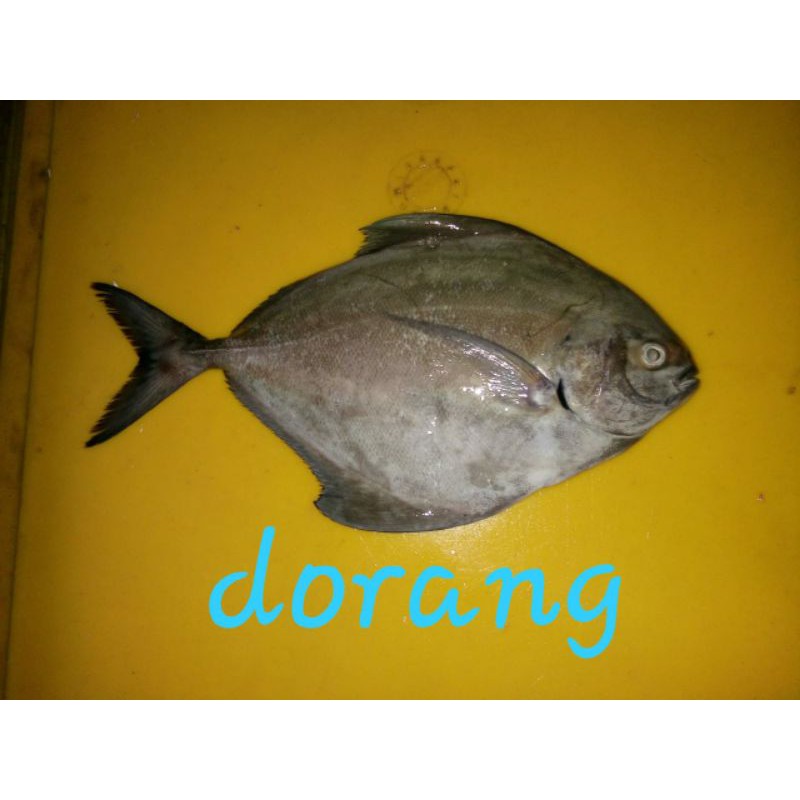 

ikan Bawal Hitam Ikan Dorang