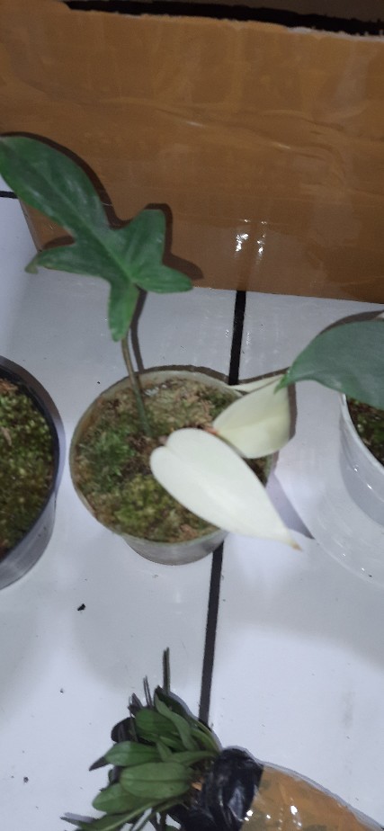 Tanaman Hias Pilodendron Plorida Gostd Min /merpati