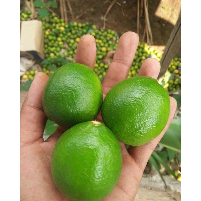 

jeruknipis 1kg segar baru metik