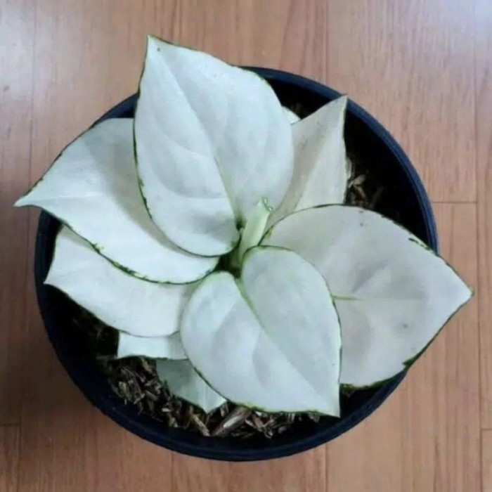 bonggol aglonema super white/bonggol jumbo 1