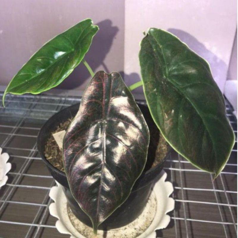 alocasia azlanii import sale murah