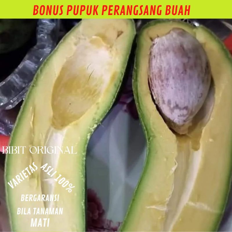 BIBIT ALPUKAT SUBANG / KELUD BATANG BESAR SIAP BUAH