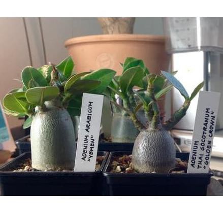 ✤ Harga  Bibit / Benih / Seeds Adenium Yaman Mudah Tumbuh ♦