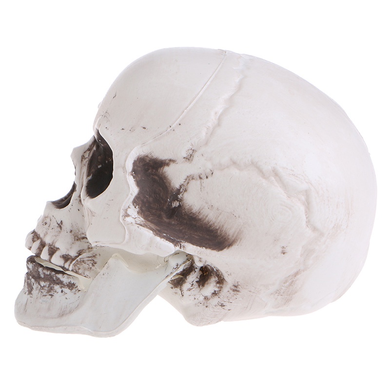 Mary Plastik Manusia Mini Skull Decor Prop Skeleton Untuk Kepala Halloween Coffee Bars Orna