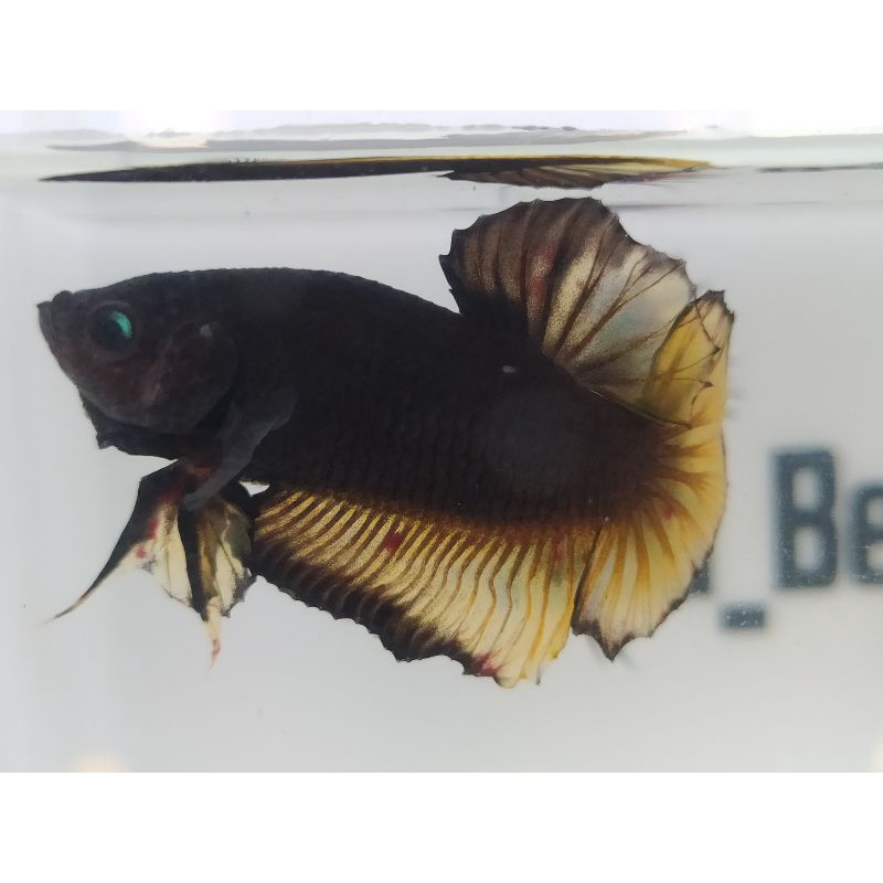 CUPANG AVATAR YELLOW/BLACK SERIES-REAL PICT (Ikan sesuai foto)