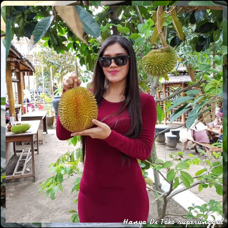 Bibit Durian Montong Super