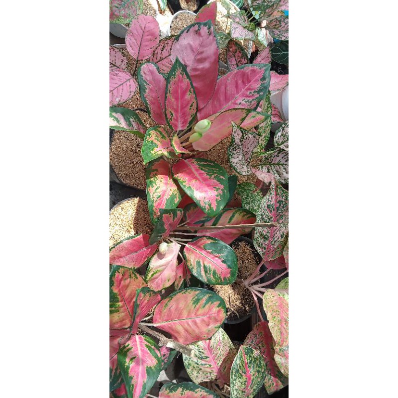 aglonema kochin tembaga kochin pramuray red kochin