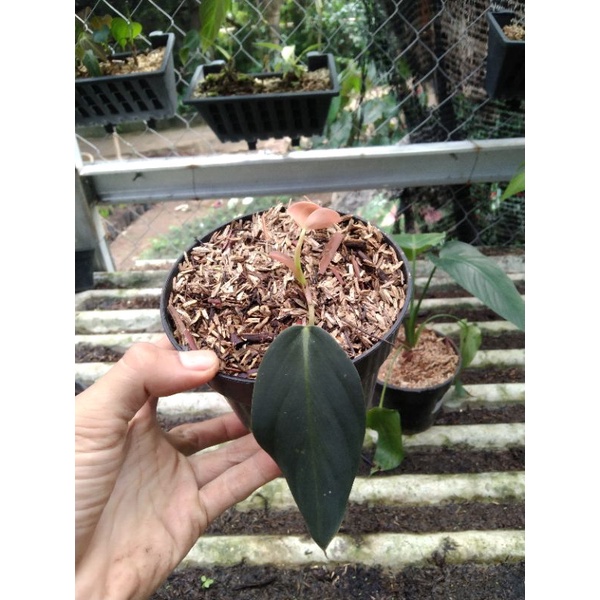 NEW PRODUK tanaman hias philodendron Gigas - philodendron gigas