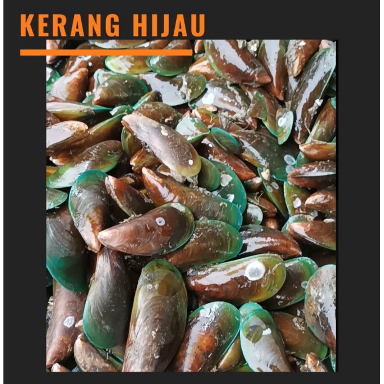 

kerang hijau 1 kg