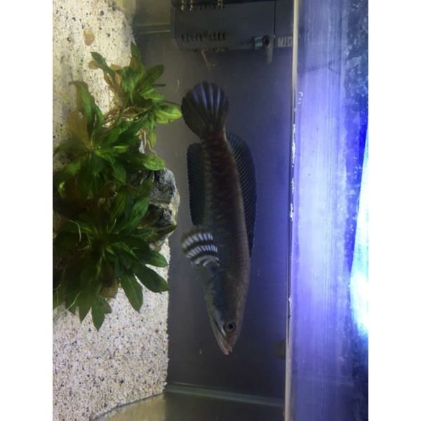 channa pulchra