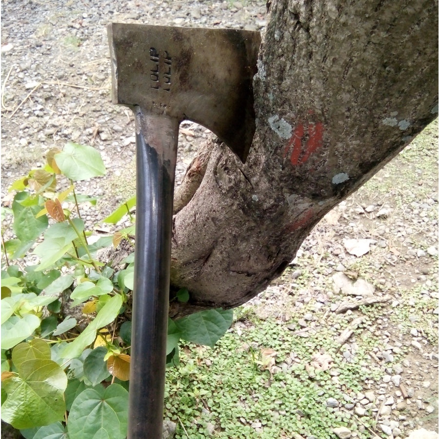 pisau besar full baja- pisau Daging- pisau cacah daging tulang- pisau full baja asli- pisau sepuhan 