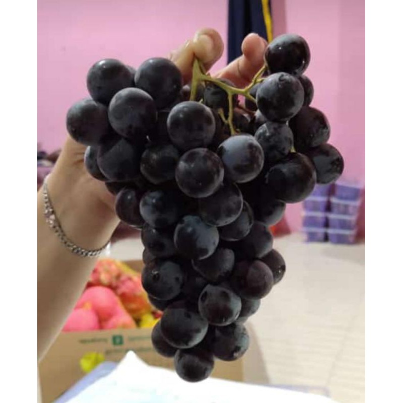 

Anggur Black America