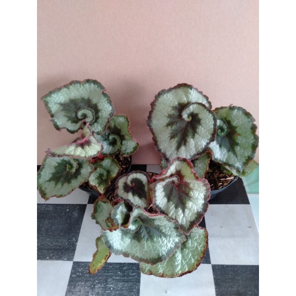 begonia keong paket 3 pohon