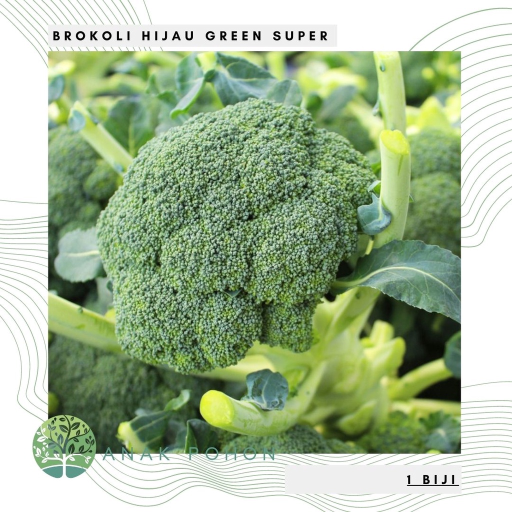 Benih Bibit Biji - Brokoli Hijau Green Super Broccoli F1 Hibrida Seeds - Panen Dalam 60 Hari