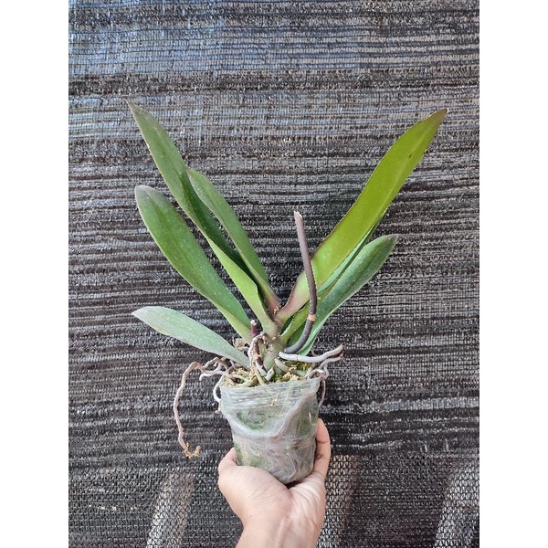 Anggrek Bulan Dewasa Pasca Bunga Super Premium