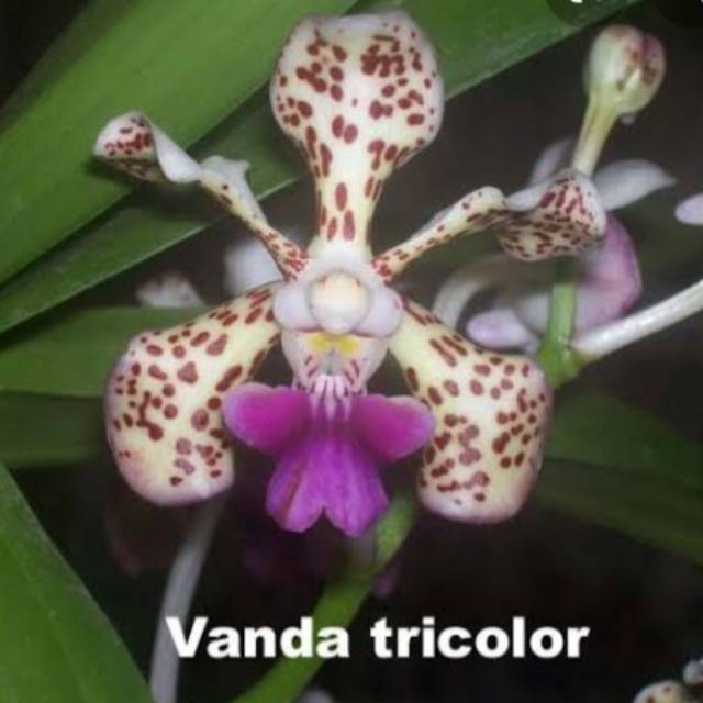 Anggrek vanda tricolor dewasa