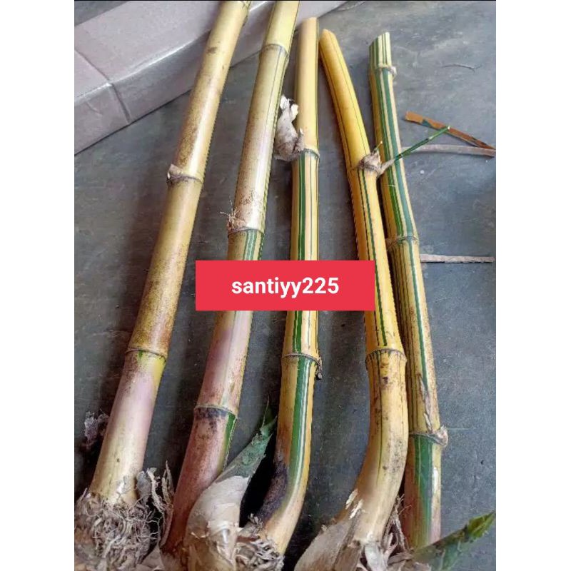 bibit bambu kuning perbibit