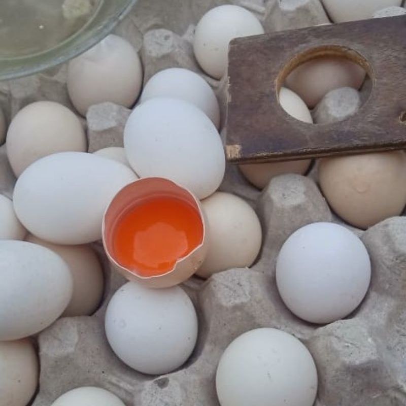 

TELUR AYAM OMEGA
