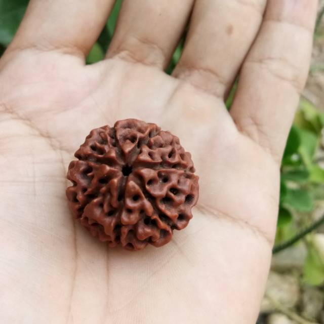 Jenitri Rudraksha Besar Jumbo Sarang Semut