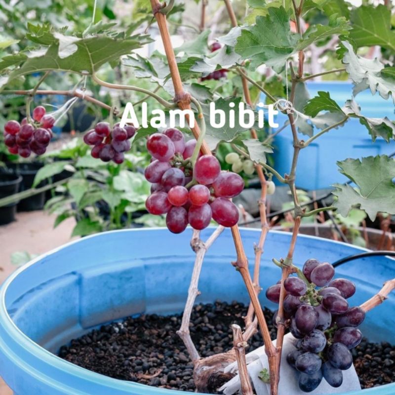 BELI 5 GRATIS 1.|BIBIT ANGGUR MERAH COCOK DI POT (tambulampot)